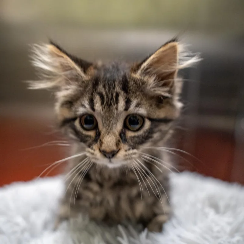 A baby small-sized female Brown / Chocolate Domestic Medium Hair cat named Maxene for adoption in Gainesville, GA