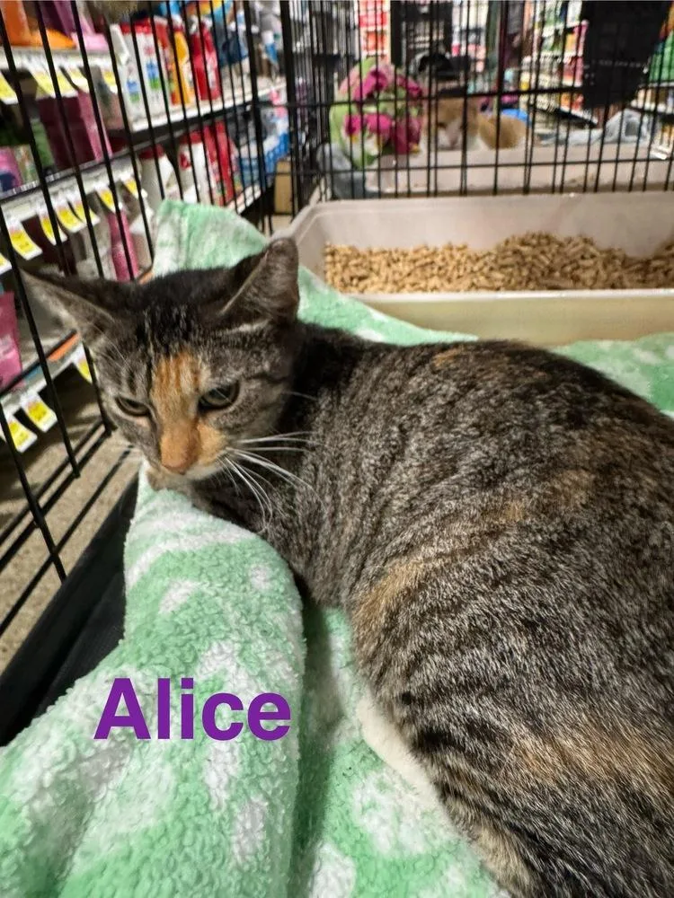 Alice