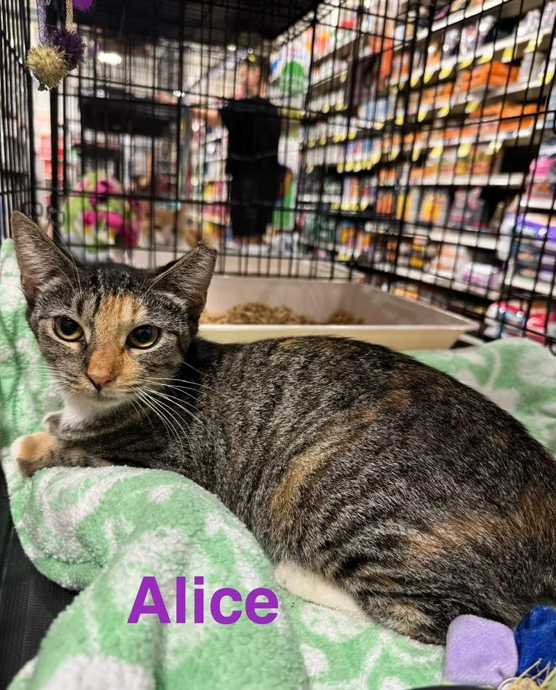 Alice thumbnail 2