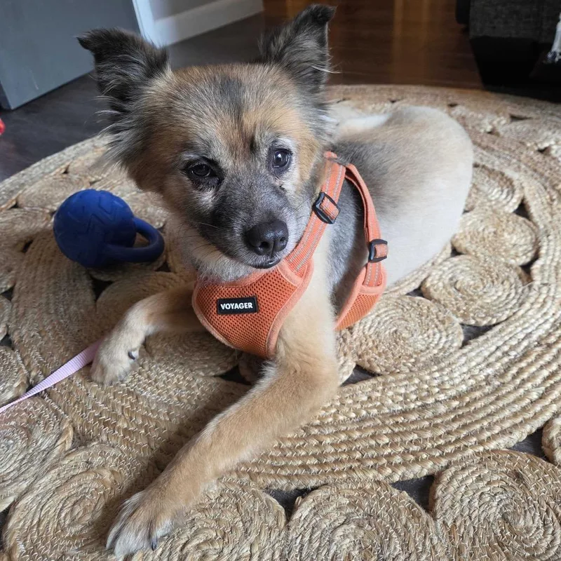 An adult small-sized female Yellow / Tan / Blond / Fawn Pomeranian dog named Lulu for adoption in Pacifica, CA