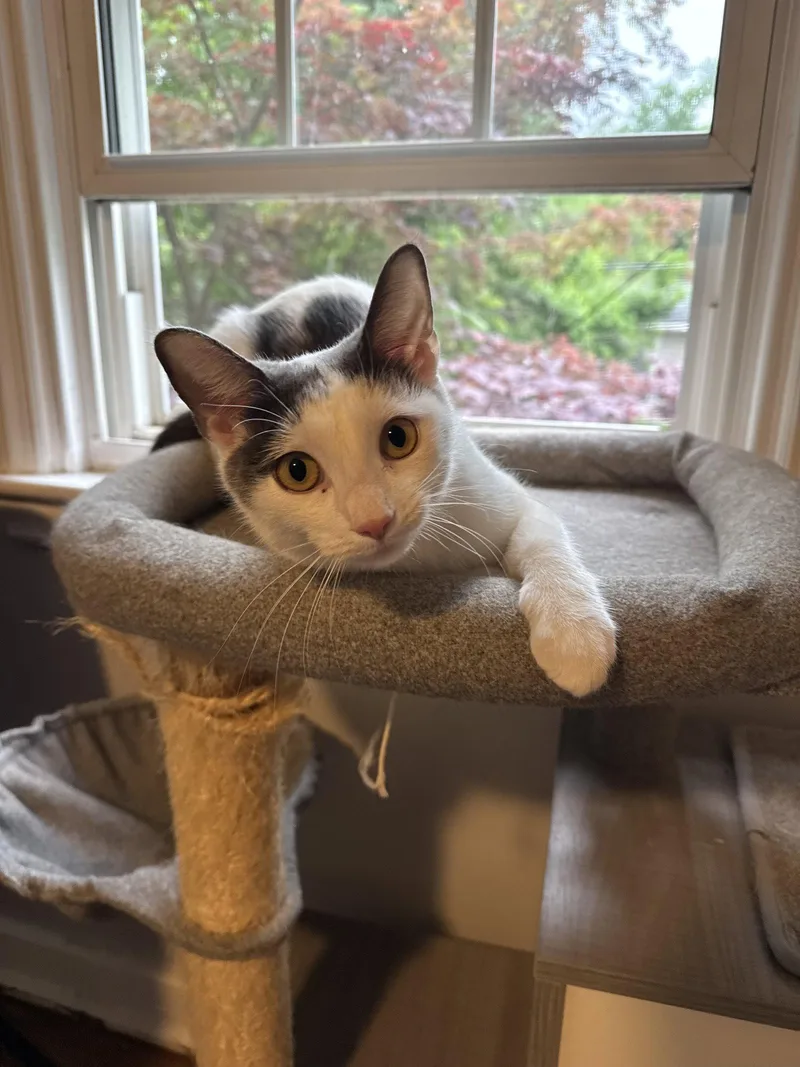 A young medium-sized female Gray & White Domestic Short Hair cat named Penelope for adoption in Newtown Square, PA
