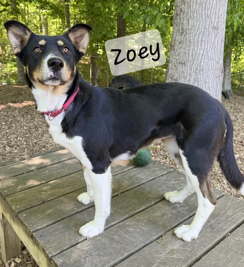 Zoey thumbnail 2