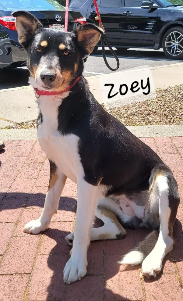 Zoey thumbnail 4