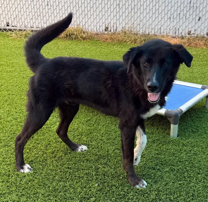 A young medium-sized male Black Mixed Breed dog named Ghoul for adoption in Frankfort, KY
