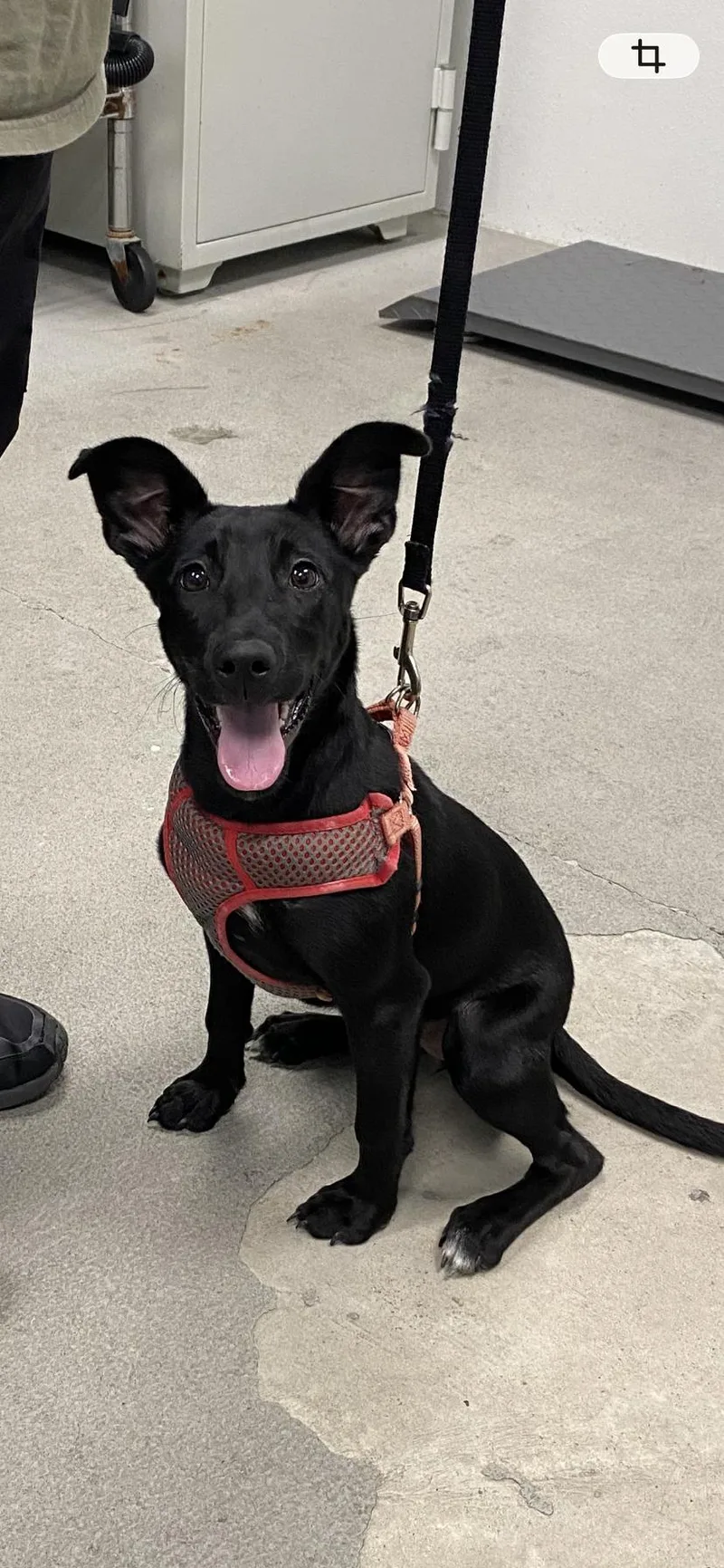 A baby medium-sized female Black Terrier dog named Midna for adoption in Urbana, IL