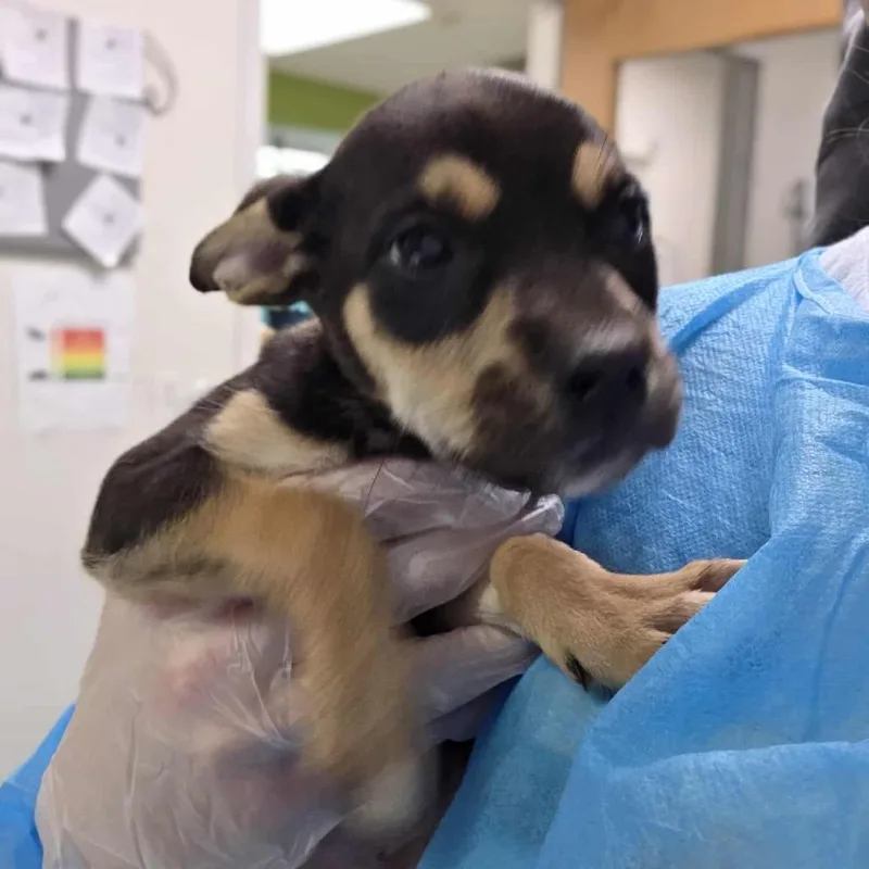 A baby small-sized female Brown / Chocolate Mixed Breed dog named Stella Artois for adoption in Charleston, WV