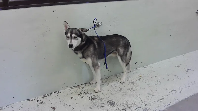An adult large-sized male Siberian Husky dog named Handsomer for adoption in Houston, TX