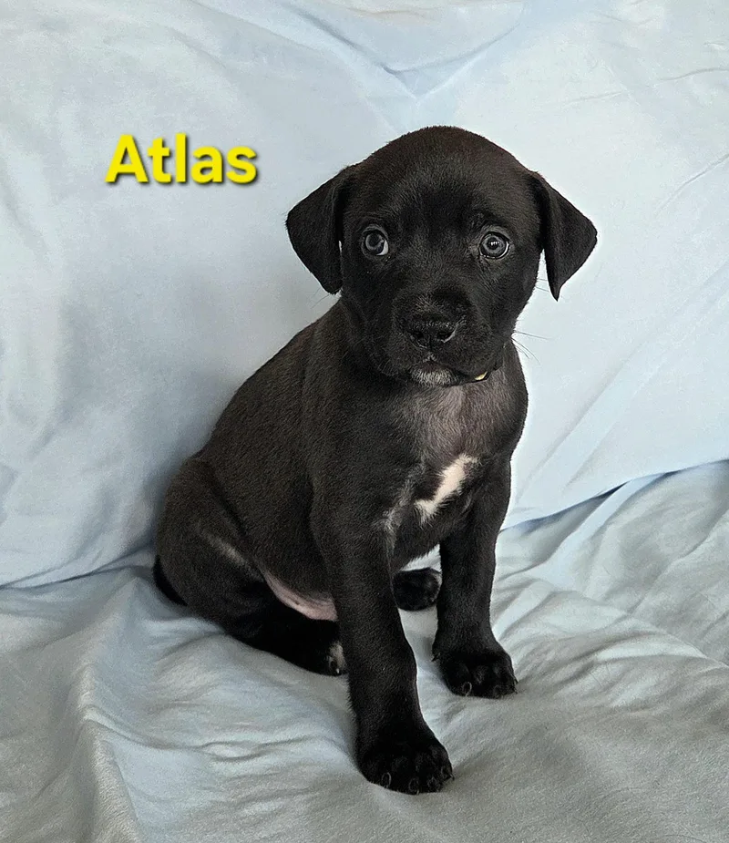 A baby medium-sized male Black Labrador Retriever dog named Atlas for adoption in Colorado Springs, CO