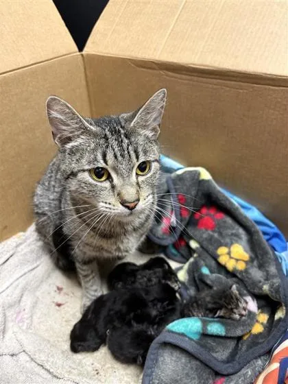 An adult medium-sized female Domestic Short Hair cat named Merry for adoption in West Chester, PA