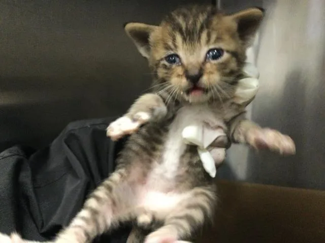A baby small-sized male Domestic Short Hair cat named Meadow for adoption in Thousand Palms, CA