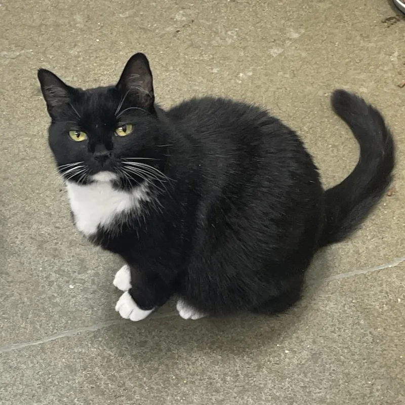 An adult small-sized female Black Domestic Short Hair cat named April for adoption in Bensalem, PA