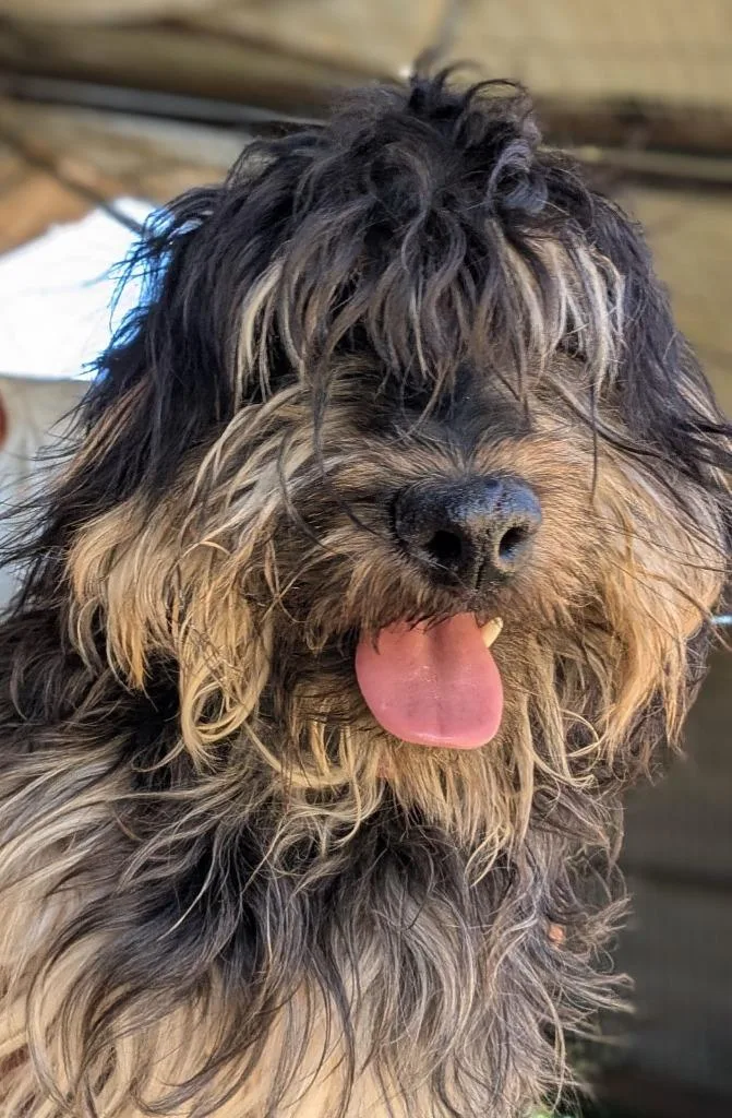 A young small-sized male Tibetan Terrier dog named Slightly for adoption in San Diego, CA
