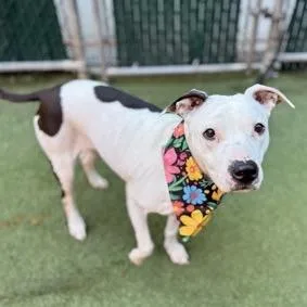 A senior medium-sized female White / Cream Mixed Breed dog named Emily Charlton for adoption in Jersey City, NJ