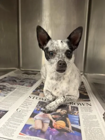 An adult small-sized female Chihuahua dog named Sweetie for adoption in Van Nuys, CA