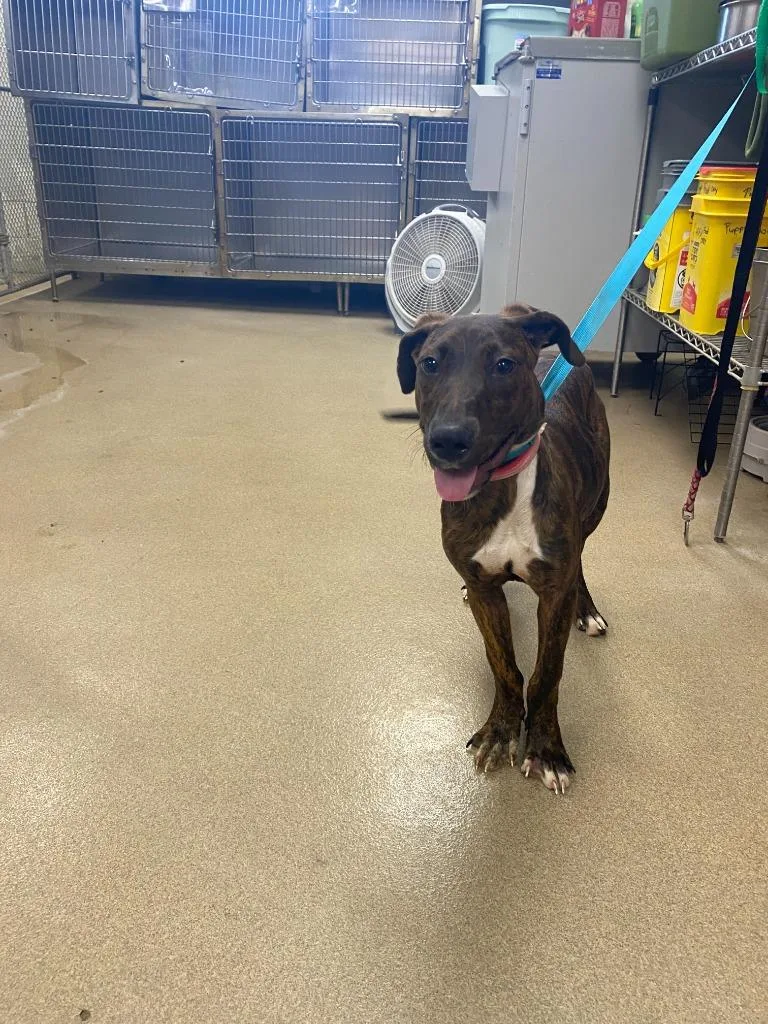 A young small-sized female Mixed Breed dog named Penny for adoption in Springfield, OH
