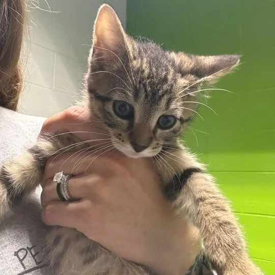 A baby small-sized male Domestic Short Hair cat named Bubble Gum for adoption in Jackson, MI