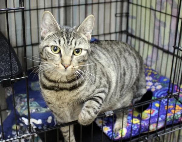 A young medium-sized female Tabby (Gray / Blue / Silver) Domestic Short Hair cat named Flurry for adoption in Mansfield, MA