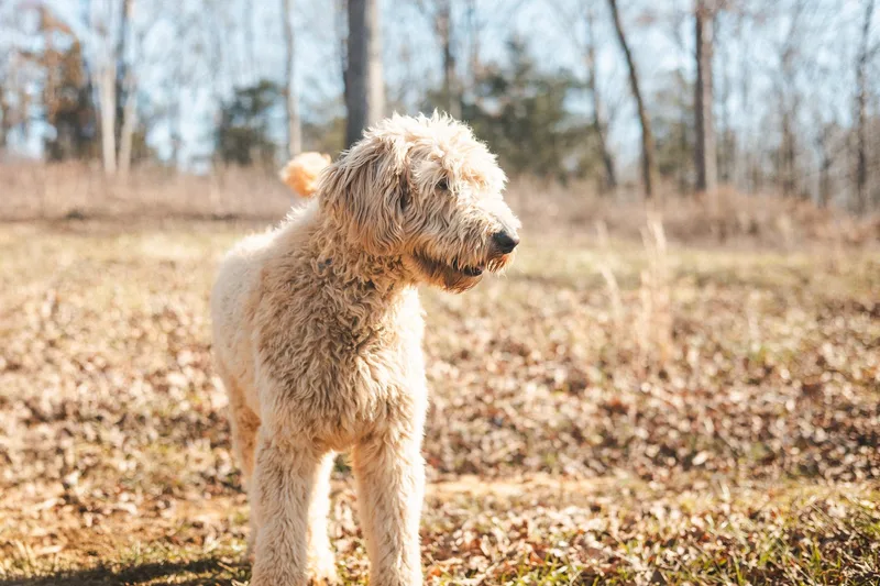 Jax  Transport thumbnail 2