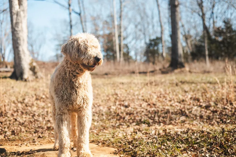 Jax  Transport thumbnail 3