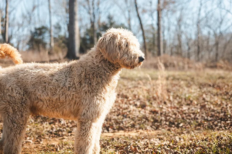 Jax  Transport thumbnail 4