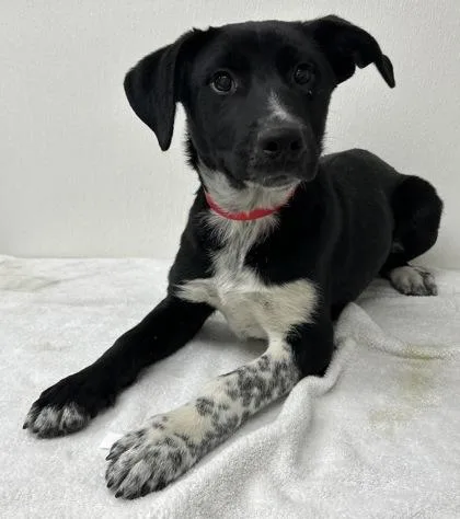 A young medium-sized male Cattle Dog dog named Poppy for adoption in Phoenix, AZ
