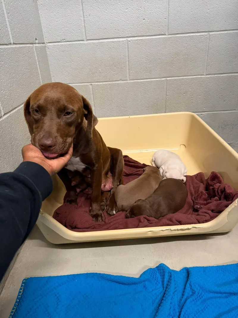 A young medium-sized female Chocolate Labrador Retriever dog named Mama Graham for adoption in Holly Springs, NC