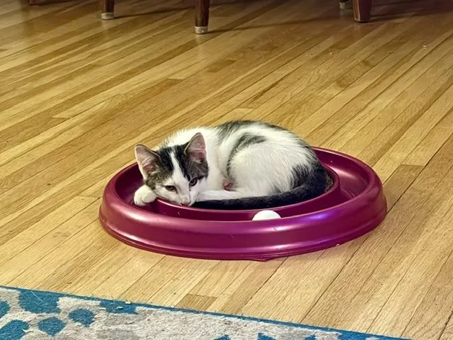 A baby medium-sized male Domestic Short Hair cat named Bernie for adoption in Minneapolis, MN