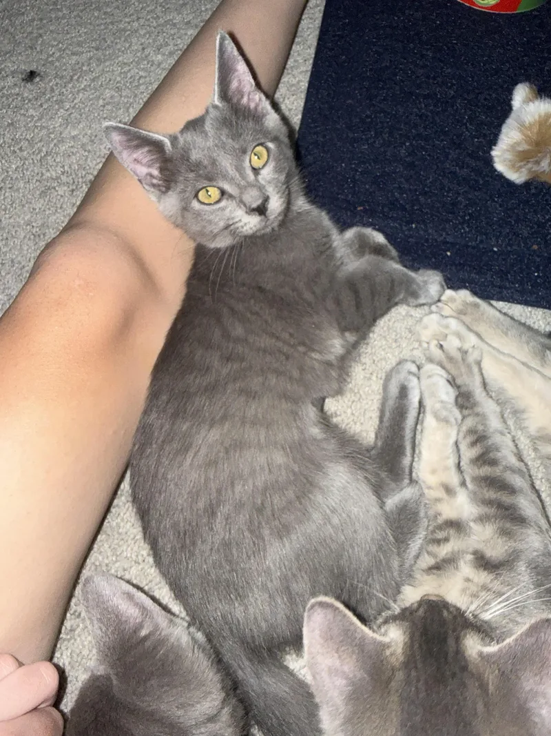 A baby medium-sized female Gray / Blue / Silver Domestic Short Hair cat named Echoall Snuggly Sweetness for adoption in Laurel, MD