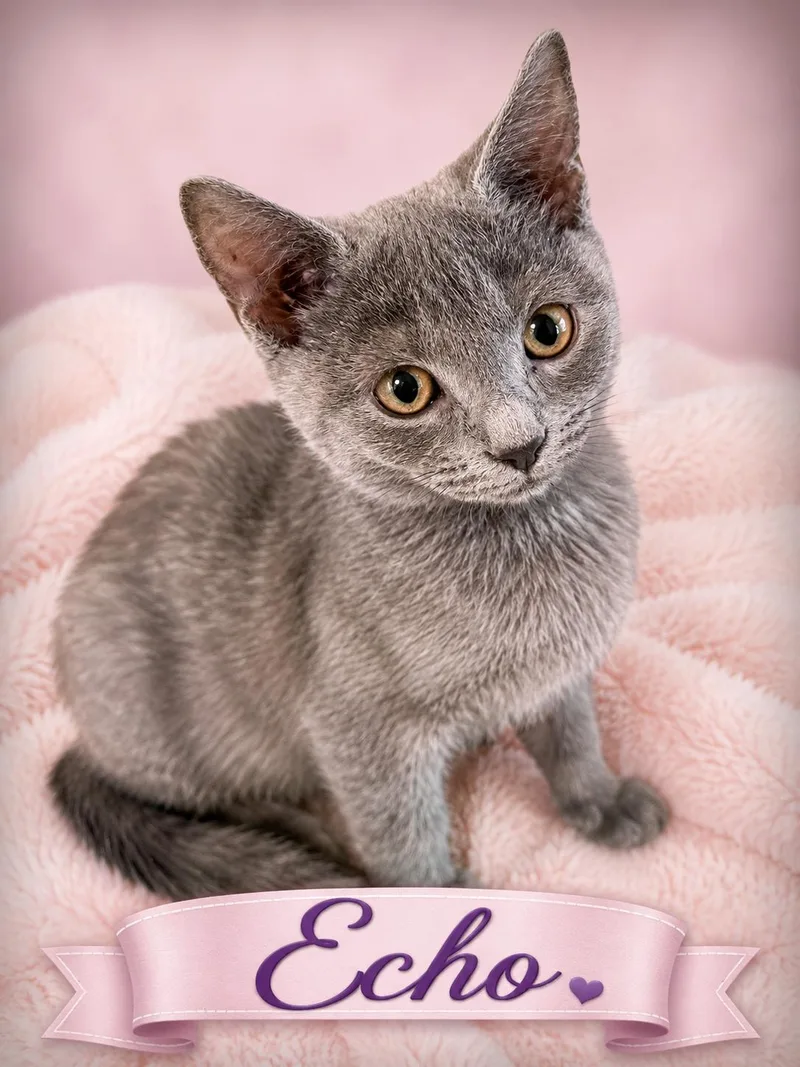 Echoall Snuggly Sweetness thumbnail 4