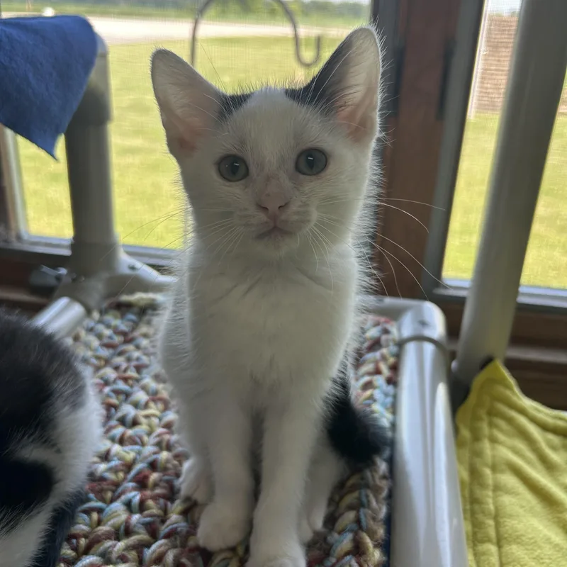 A young medium-sized male Domestic Short Hair cat named Ontario for adoption in St. Clair, MI