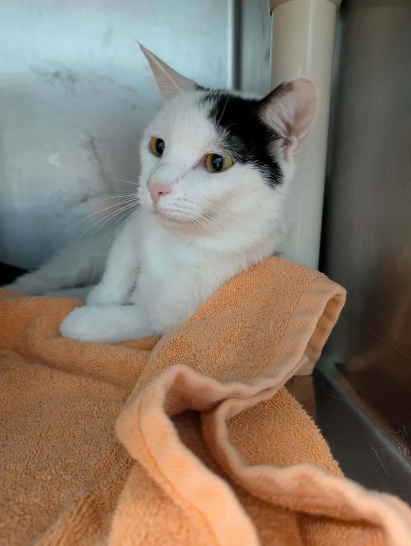 An adult medium-sized female Black & White / Tuxedo Domestic Short Hair cat named Aine: Visit At Petsmart for adoption in Rustburg, VA
