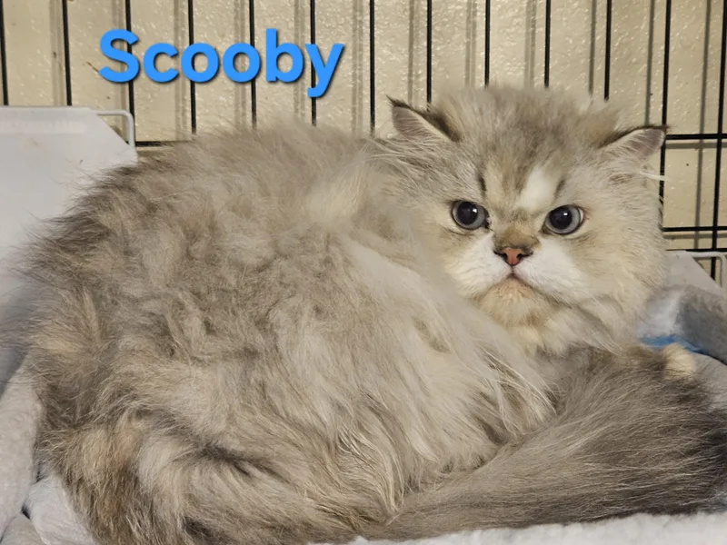 Scooby and Daphne thumbnail 3