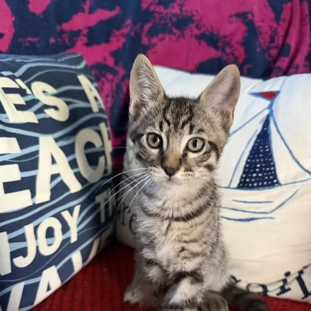 A baby small-sized male Domestic Short Hair cat named Mojito for adoption in Auburn, CA