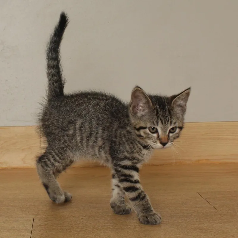 A baby small-sized male Brown / Chocolate Domestic Short Hair cat named Beetle C for adoption in Minnetonka, MN