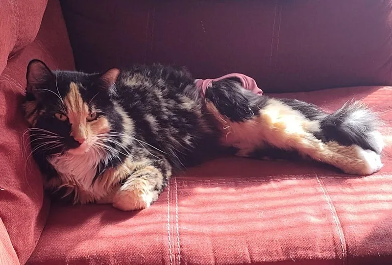 Callie