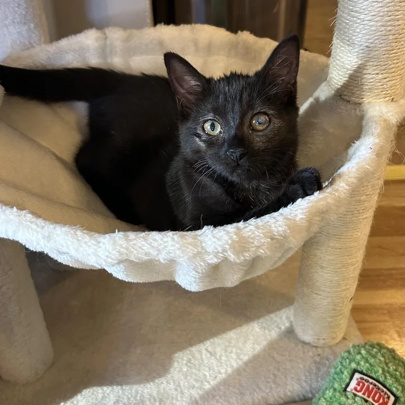 A baby small-sized female Black Domestic Short Hair cat named Lexington for adoption in Evanston, IL