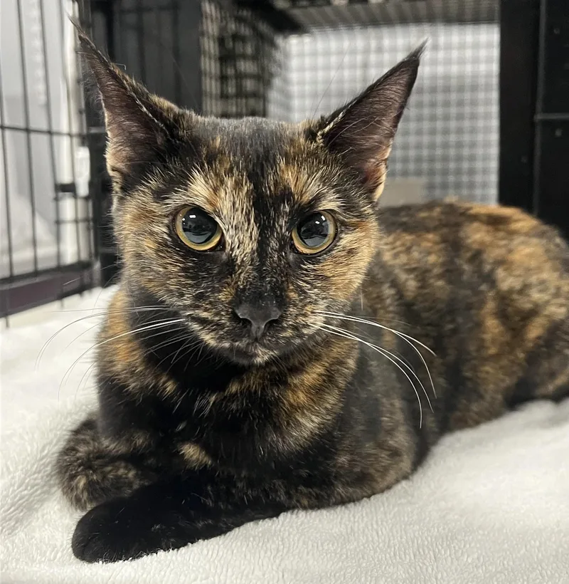 A young small-sized female Domestic Short Hair cat named Autumn for adoption in Johnston, RI