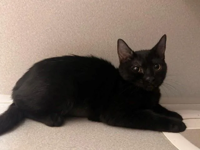 A baby small-sized female Domestic Short Hair cat named Rue for adoption in Fairfield, CA