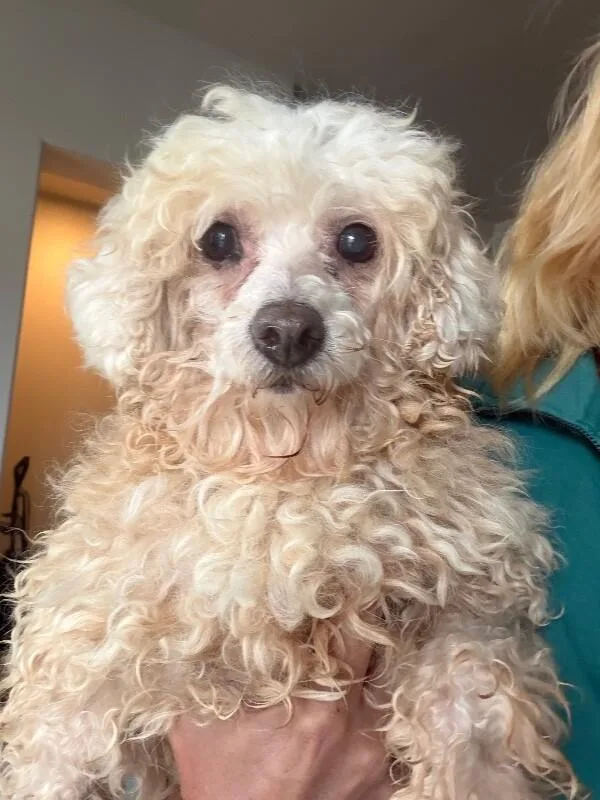 An adult small-sized female Miniature Poodle dog named Meadow for adoption in Windsor, CO