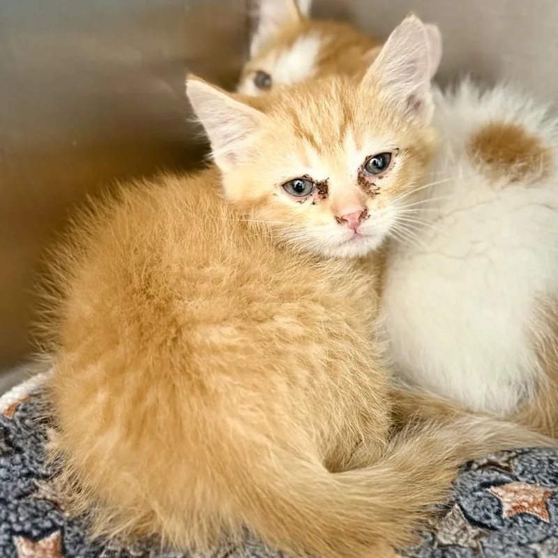 A baby small-sized male Orange / Red Domestic Short Hair cat named Citrus for adoption in Spring Hill, KS