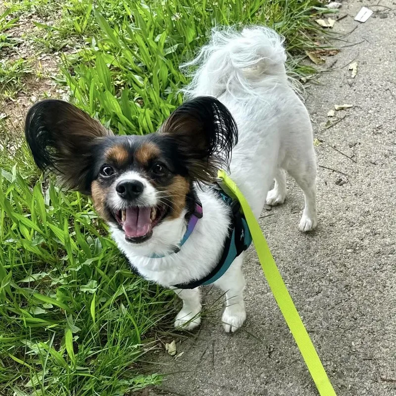 An adult medium-sized female Papillon dog named Flora for adoption in Groveland, MA