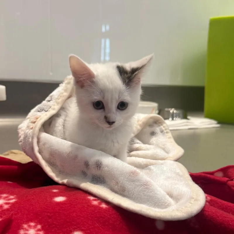A baby small-sized female White Domestic Short Hair cat named Ratatouille for adoption in Playa Vista, CA