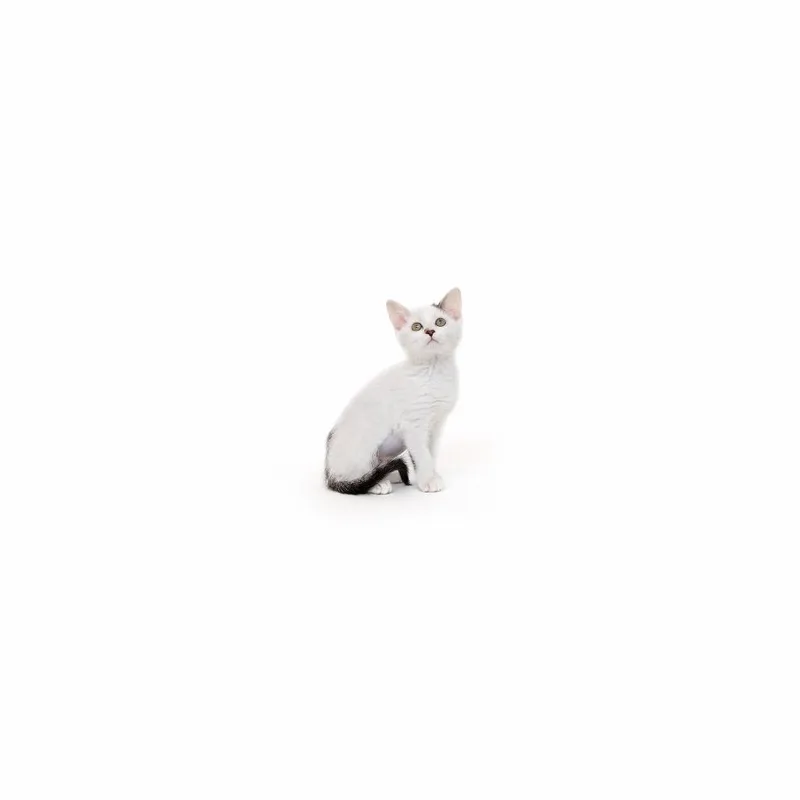 Ratatouille thumbnail 2