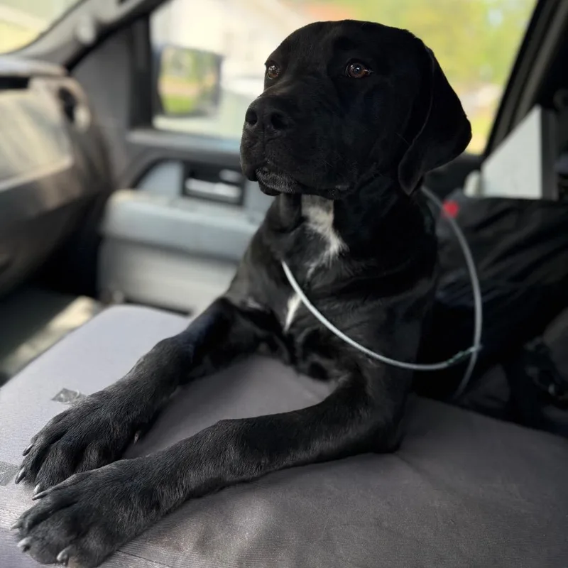 An adult medium-sized female Black Mixed Breed dog named Suzie for adoption in Pauls Valley, OK