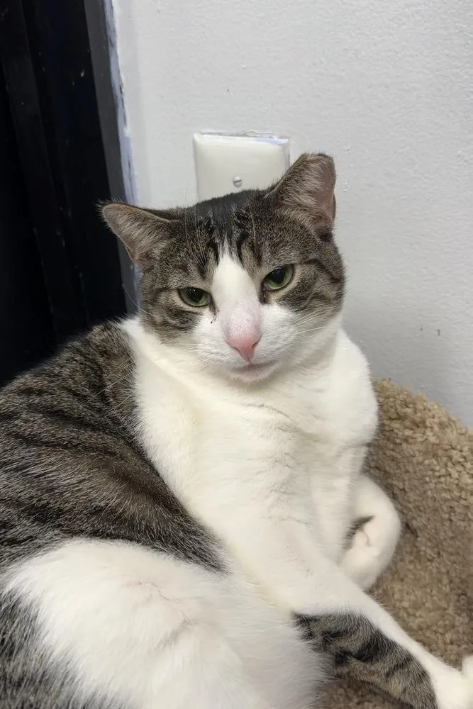 An adult large-sized male Black & White / Tuxedo Domestic Short Hair cat named Charles for adoption in Pittstown, NJ