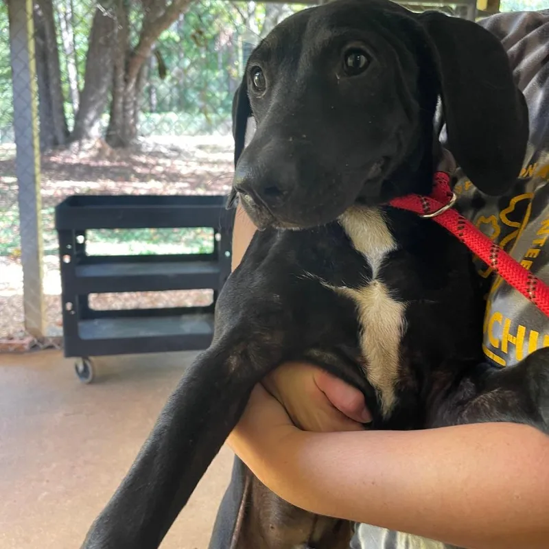 A young medium-sized male Black Mixed Breed dog named Asher for adoption in Valley, AL