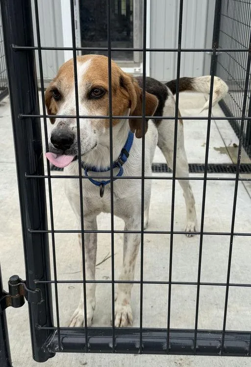An adult large-sized male American Foxhound dog named Ralph for adoption in TULSA, OK