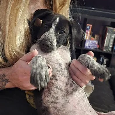 A baby medium-sized male Black German Shorthaired Pointer dog named JeanLuc for adoption in Midlothian, VA