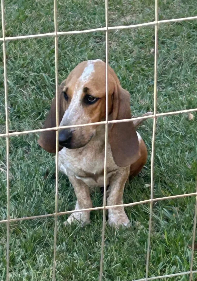An adult medium-sized female Basset Hound dog named Bessie for adoption in Grapevine, TX