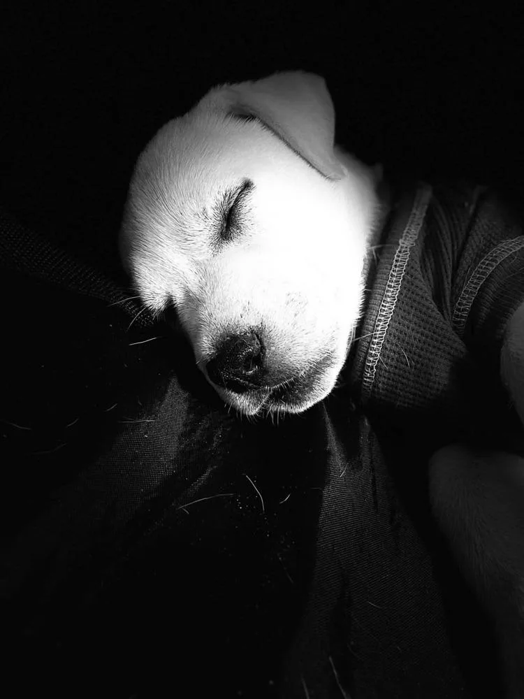 A baby medium-sized male White / Cream Labrador Retriever dog named Bailiff for adoption in Pottstown, PA